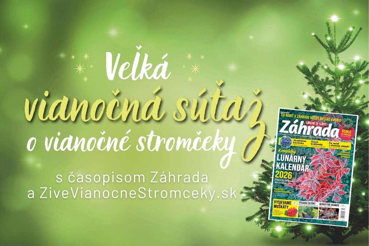 Veľká vianočná súťaž o vianočné stromčeky 2025